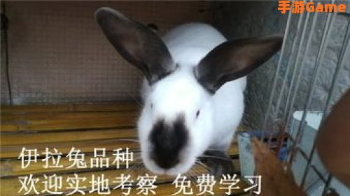 山兔哪里多