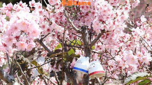 樱花树红色