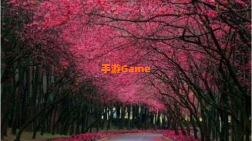 樱花树红色