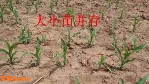 千万别给幼苗施太多龙粪